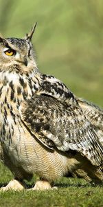 Animals,Grass,Bird,Predator,Stroll,Large,Owl