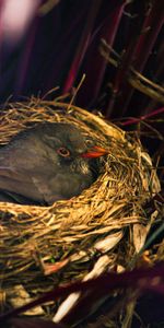 Animals,Grass,Bird,Sit,Nest