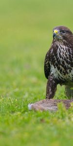 Animaux,Asseoir,S’Asseoir,Herbe,Oiseau,Prédateur,Aigle