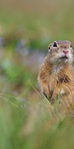 Animaux,Herbe,Chien De Prairie,Flou,Lisse,Faune,Animal