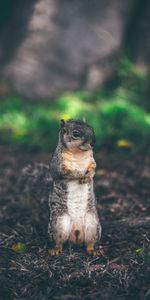 Animals,Grass,Blur,Smooth,Animal,Worth,Squirrel