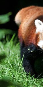 Herbe,Lisse,Grimper,Montée,Animaux,Flou,Petit Panda,Panda Rouge