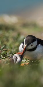 Animals,Grass,Blur,Smooth,Cul De Sac,Dead End,Bird