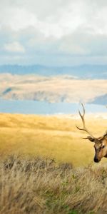 Animals,Grass,Blur,Smooth,Mountains,Deer