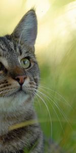 Animals,Grass,Blur,Smooth,Striped,Cat