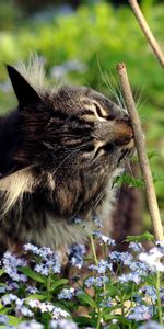 Animals,Grass,Branches,Flowers,Cat