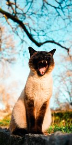 Animals,Grass,Branches,Pet,Yawn,Cat