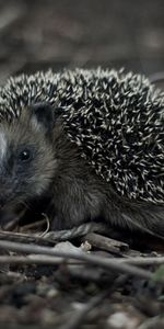 Animals,Grass,Branches,Thorns,Prickles,Hedgehog