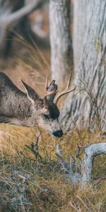 Animals,Grass,Brown,Branch,Animal,Deer