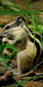 Animals,Grass,Chipmunk,Leaves