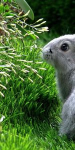 Animals,Grass,Climb,Rabbit,Hare