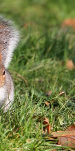 Animals,Grass,Climb,Squirrel,Foliage