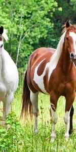 Animals,Grass,Color,Herd,Horses