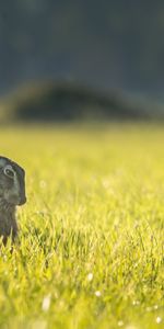 Herbe,Frais,Est Assis,Se Trouve,Lièvre,Refroidir,Animaux