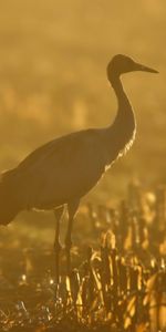 Animals,Grass,Crane,Sunset