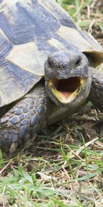 Animals,Grass,Cry,Scream,Anger,Turtle