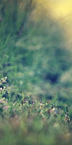 Animals,Grass,Dahl,Sunlight,Hare,Glare,Distance