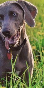 Animaux,Chien,Légumes Verts,Verdure,Semble,Herbe,Regards,Pissenlits