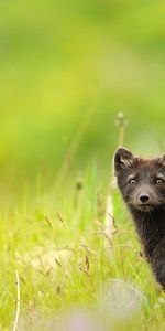 Animals,Grass,Dandelions,Sable,Field,Eyes