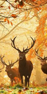 Animals,Grass,Deers,Rays,Beams,Sun,Autumn,Forest,Leaves