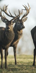 Cerfs,Herbe,Flâner,Beaucoup De,Multitude,Troupeau,Promenade,Animaux