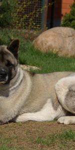 Animals,Grass,Dog,Color,American Akita Inu