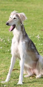 Animals,Grass,Dog,Color,To Yawn,Yawn,Saluka