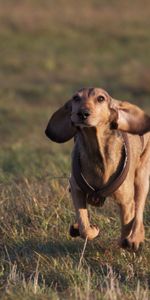 Hierba,Perro,Corriente,Polyana,Claro,Correr,Animales