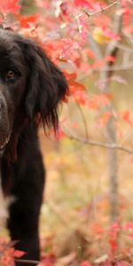 Muselière,Museau,Branches,Herbe,Animaux,Chien