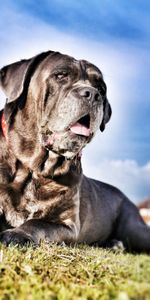 Animals,Grass,Dog,Muzzle,Cane Corso,Kane Corso,Hdr