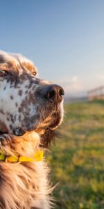 Animales,Hierba,Perro,Bozal,Collar,Cuello