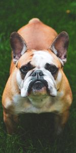 Animals,Grass,Dog,Muzzle,French Bulldog