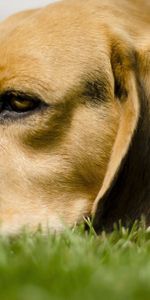 Animals,Grass,Dog,Muzzle,Opinion,Sight,Expectation,Waiting