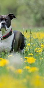 Animals,Grass,Dog,Muzzle,Opinion,Sight,Flowers