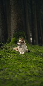 Animals,Grass,Dog,Pet,Sight,Opinion,Profile