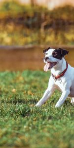 Animals,Grass,Dog,Playful,Sunlight