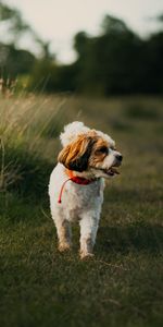 Herbe,La Langue Est Sortie,Langue Saillante,Animaux,Drôle,Chiot,Chien