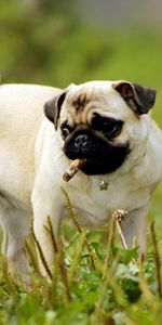 Animals,Grass,Dog,Pug,Greens,Puppy