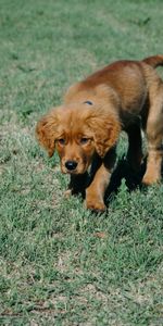 Animals,Grass,Dog,Puppy