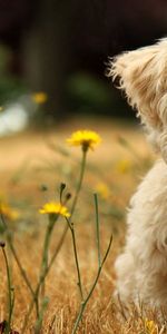 Hierba,Flor,Animales,Perro,Cachorro