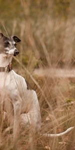 Animals,Grass,Dog,Rest,Sight,Opinion,Friend,Relaxation