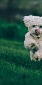 Animals,Grass,Dog,Run,Running,Bichon Frize,Bichon Frise