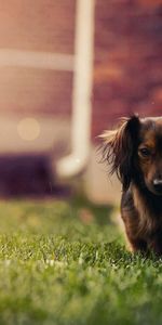 Animals,Grass,Dog,Stroll,Ears