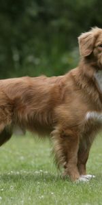 Animals,Grass,Dog,Stroll,Stand,To Stand,Scottish Retriever,Novoshotland Retriever,Toller