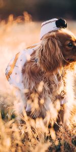 Animals,Grass,Dog,Stroll,Sunlight