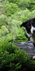 Animaux,Mouiller,Herbe,Mouillé,Chien