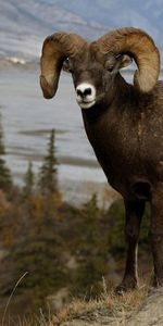 Animals,Grass,Elevation,Horns,Mountain Sheep