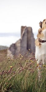 Herbe,Chien,Attente,Animaux,Hurler