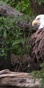 Animals,Grass,Feather,Bird,Predator,Eagle