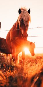 Animals,Grass,Fence,Glare,Horses